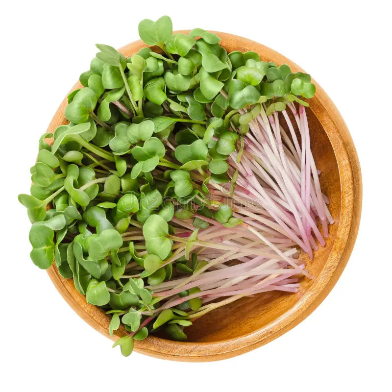 Pink Radish