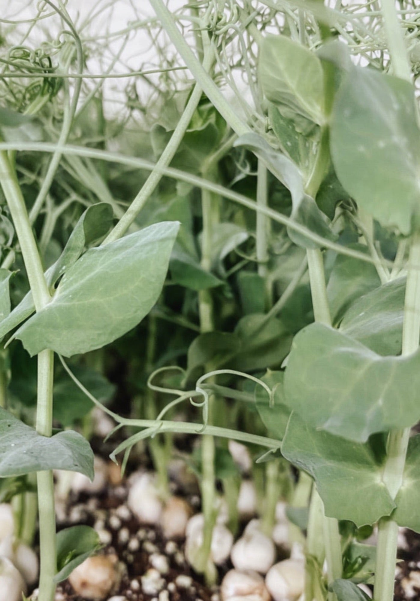 Tendril Peas