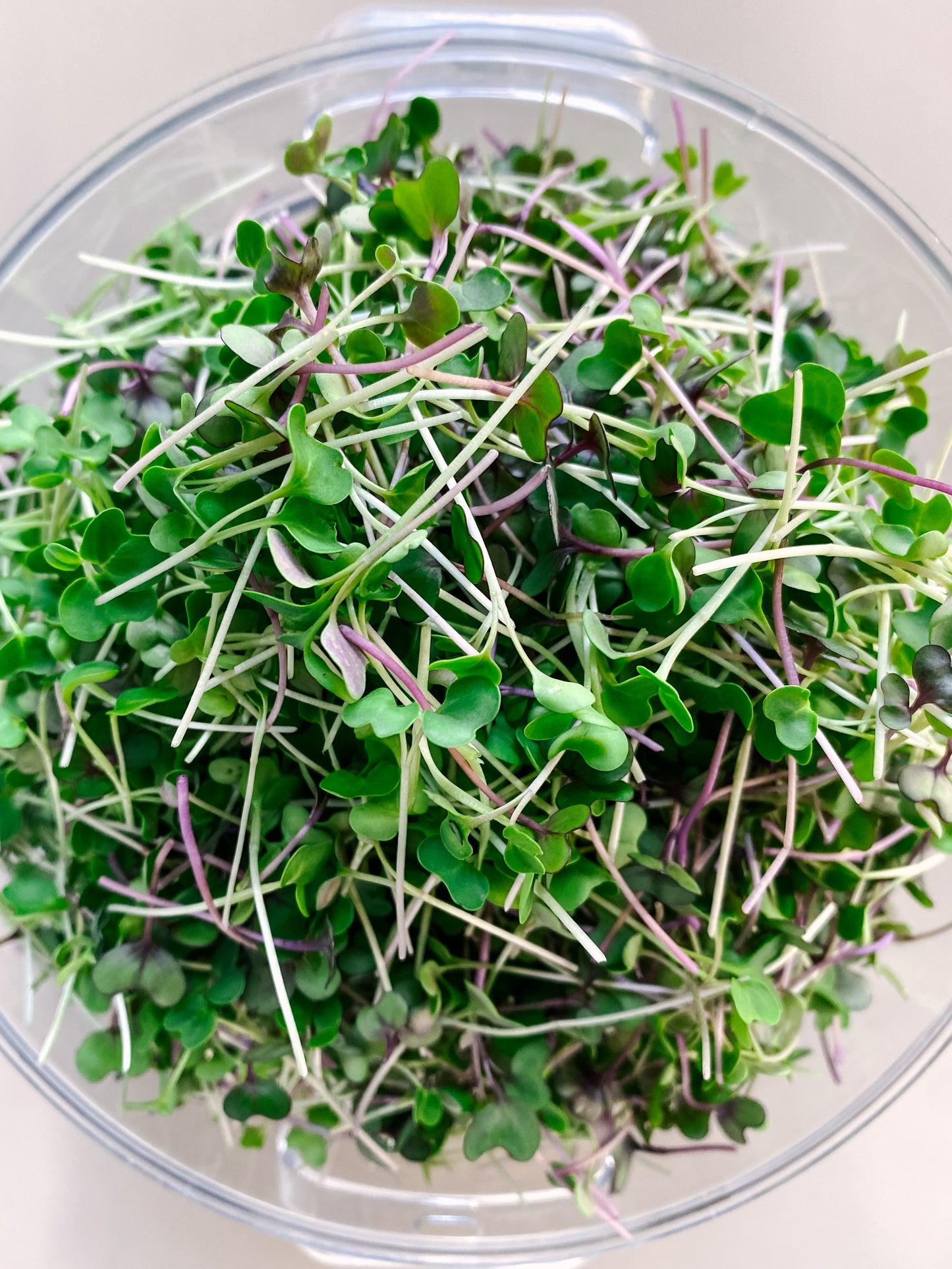 Hormone Harmony Seed Pack