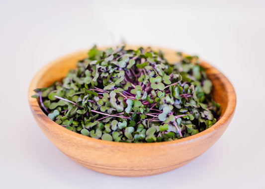 Cabbage Microgreens