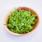 Cilantro Microgreens