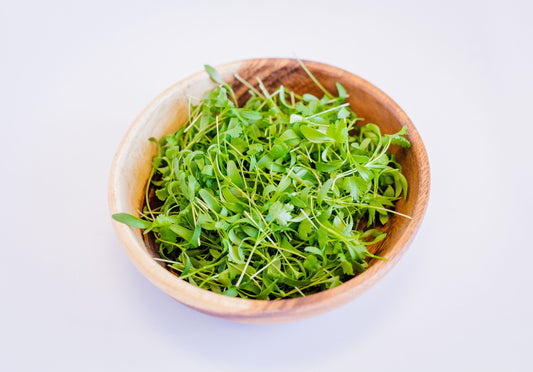 Cilantro Microgreens