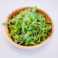 Sunflower Microgreens