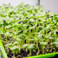 Sunflower Microgreens