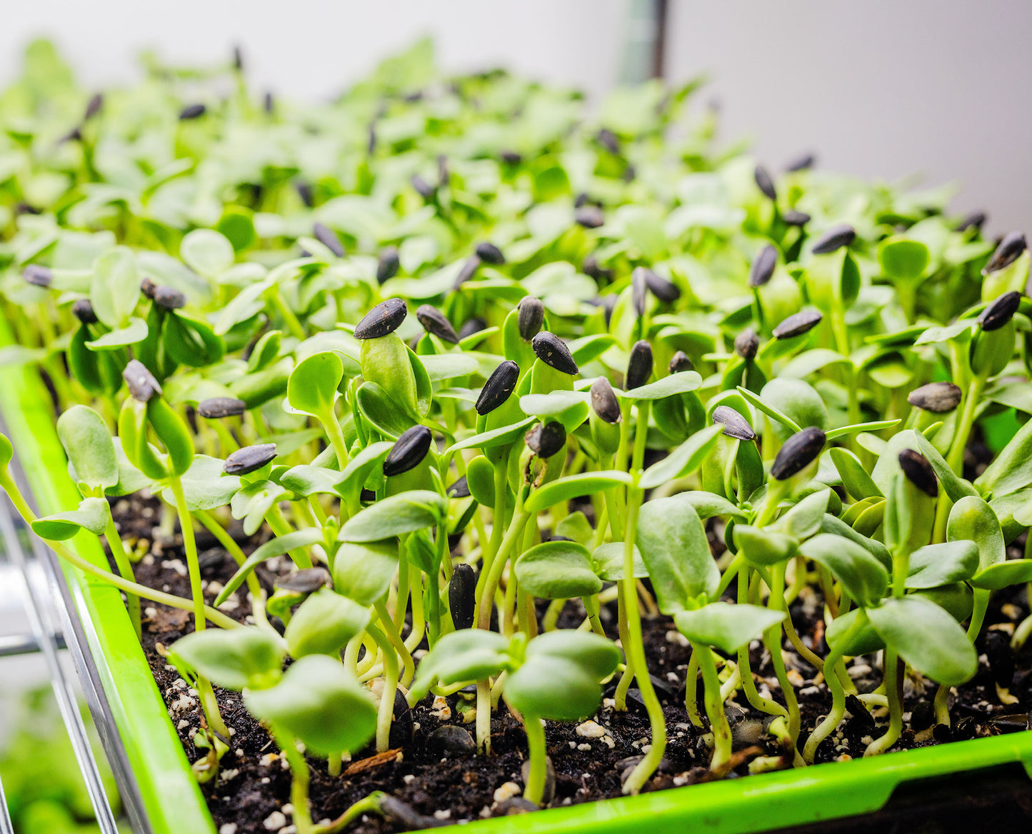 Sunflower Microgreens