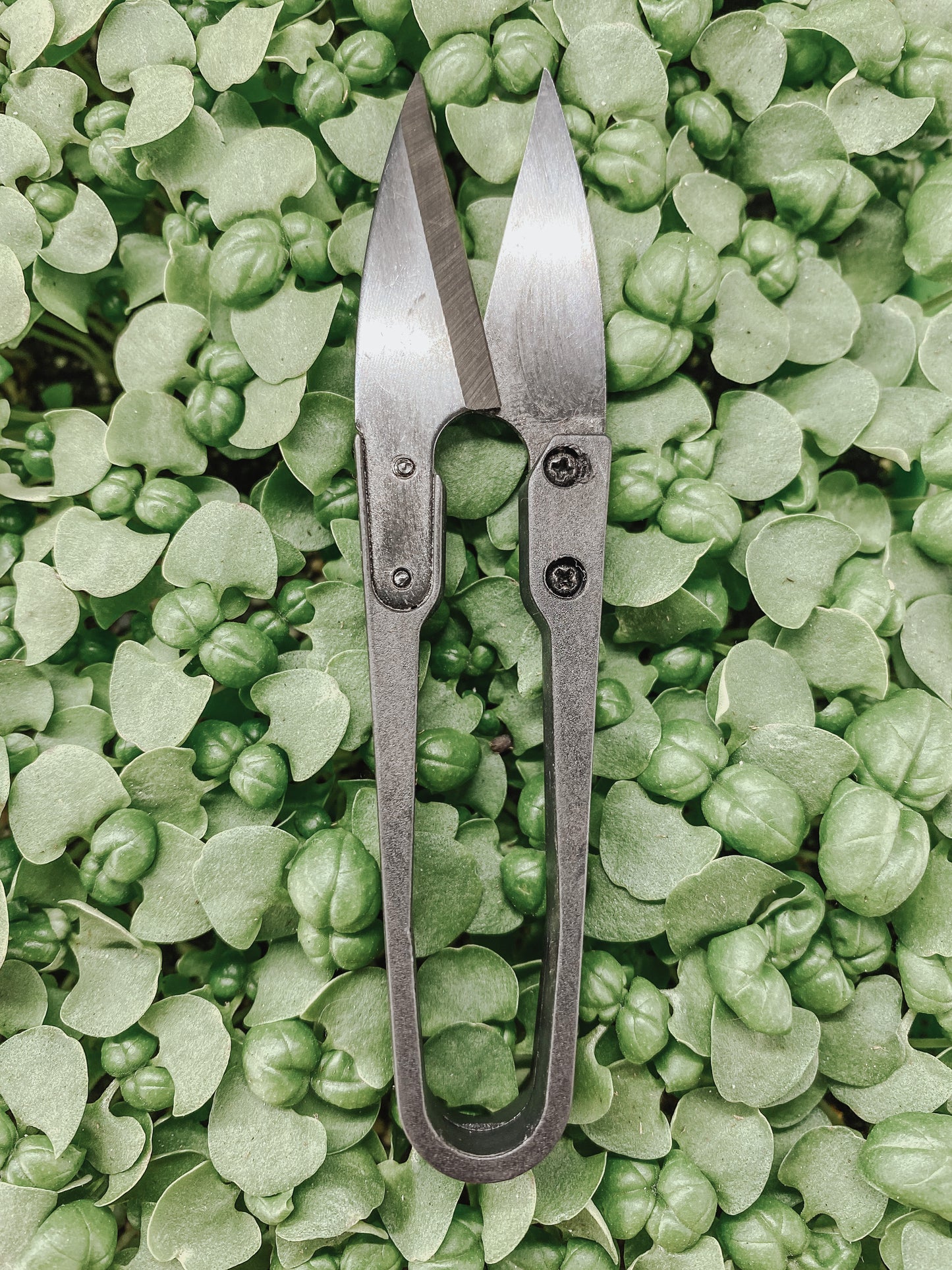 Microgreens Starter Kit
