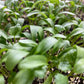 Cilantro Microgreens