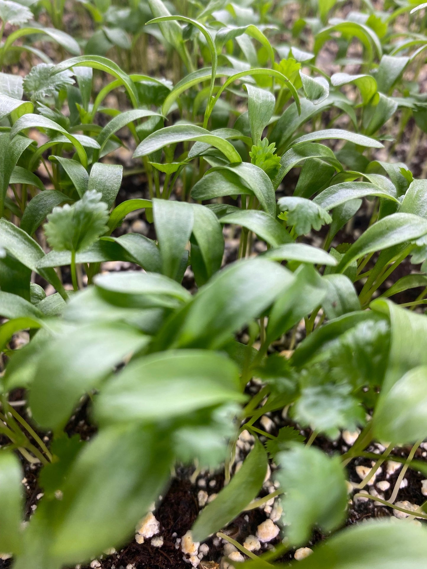 Cilantro Microgreens