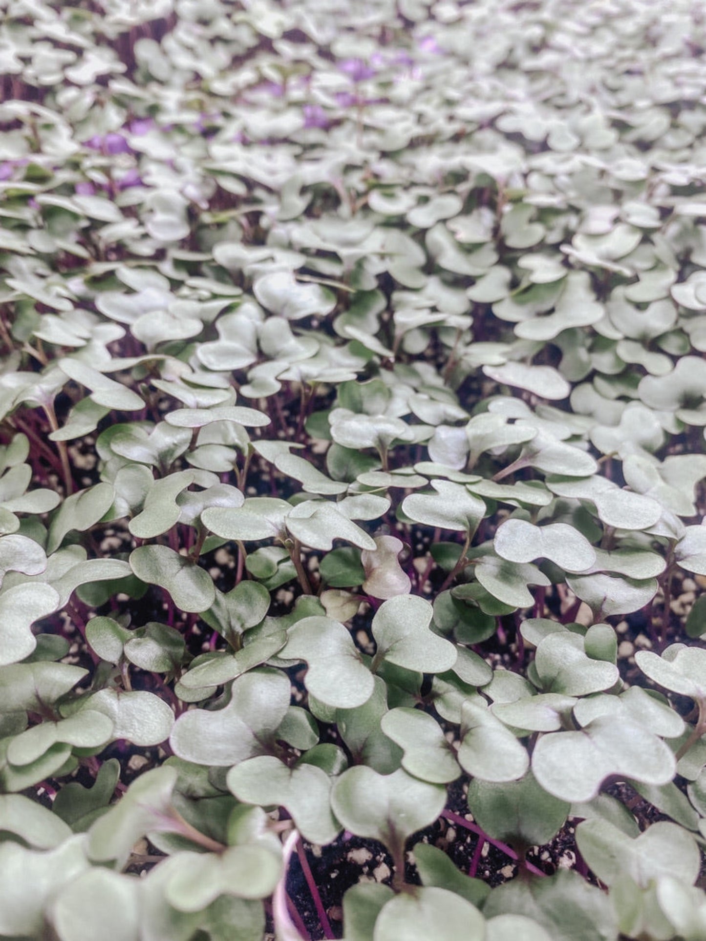 Cabbage Microgreens