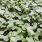 Broccoli Microgreens