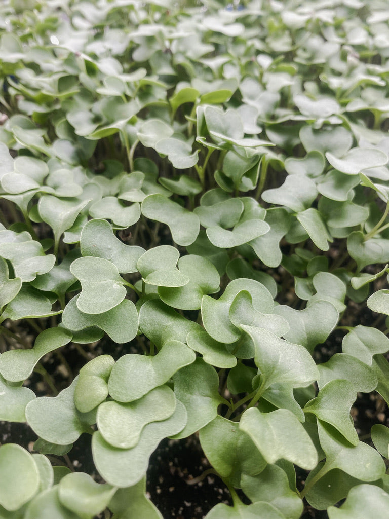 Broccoli Microgreens