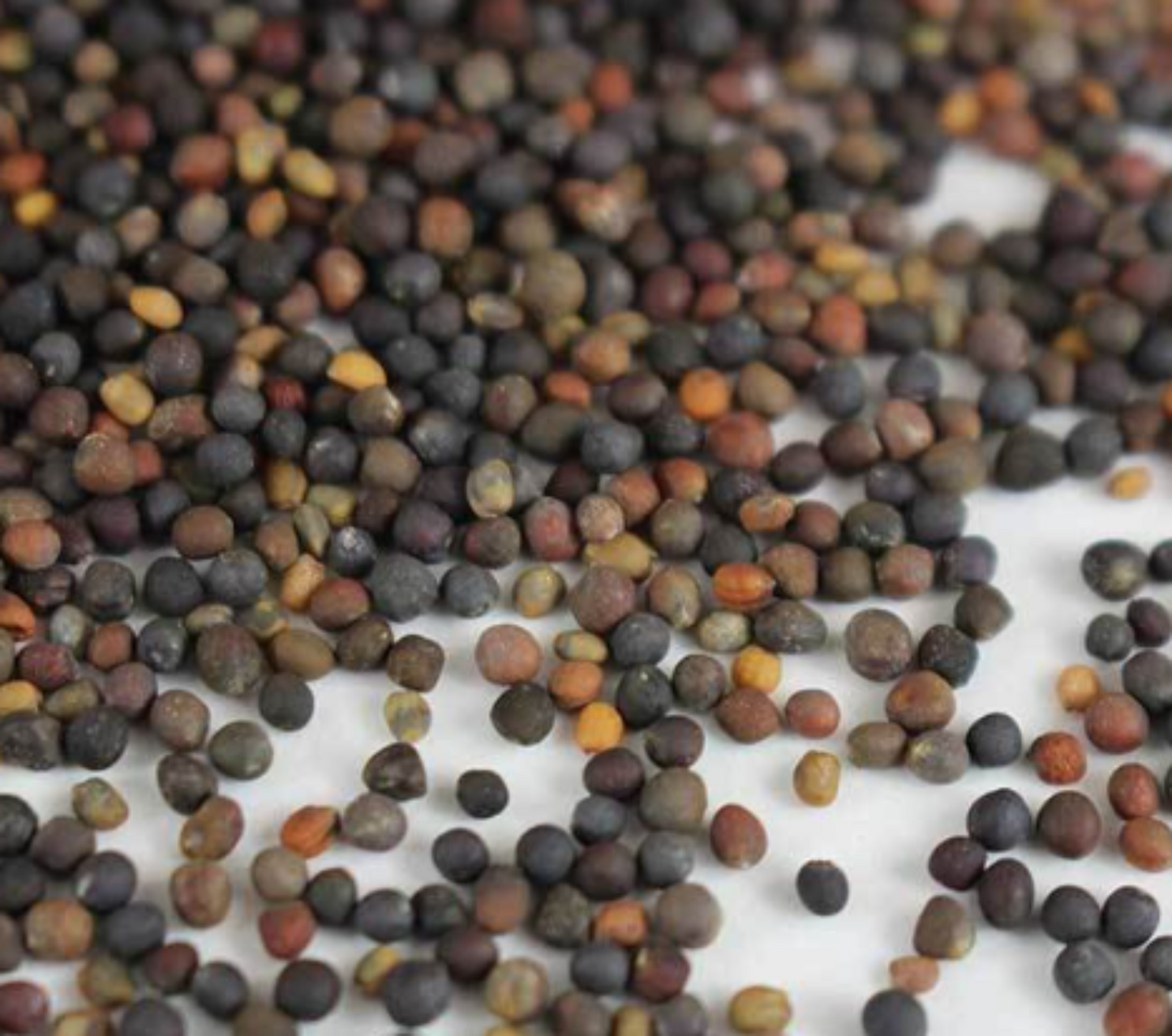 Basic Salad Mix Seed Pack