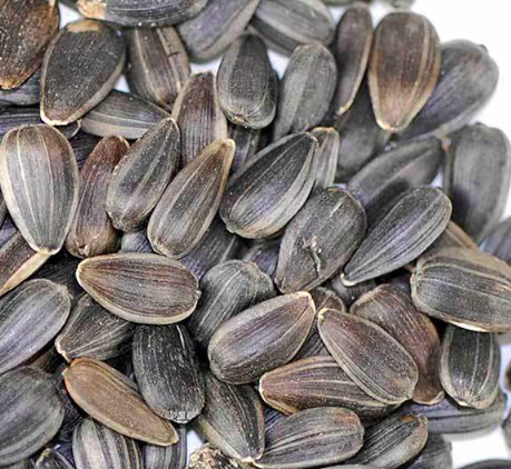 Sunflower Microgreen Seed Pack