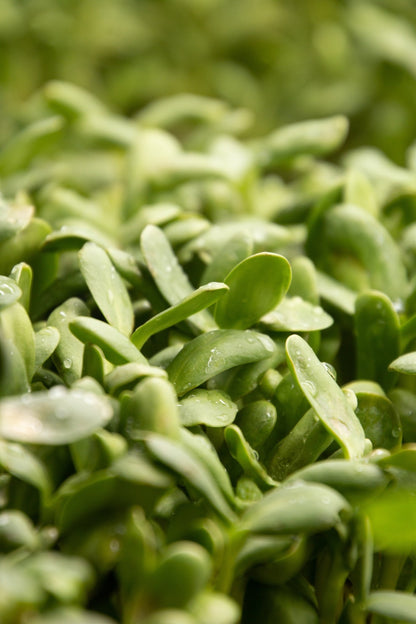 Sunflower Microgreens