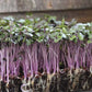 Cabbage Microgreens