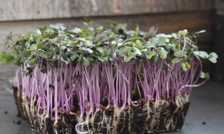 Cabbage Microgreens