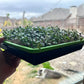 SustainHarvest Microgreen Kit
