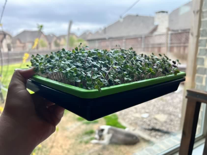 SustainHarvest Microgreen Kit