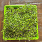 SustainHarvest Microgreen Kit