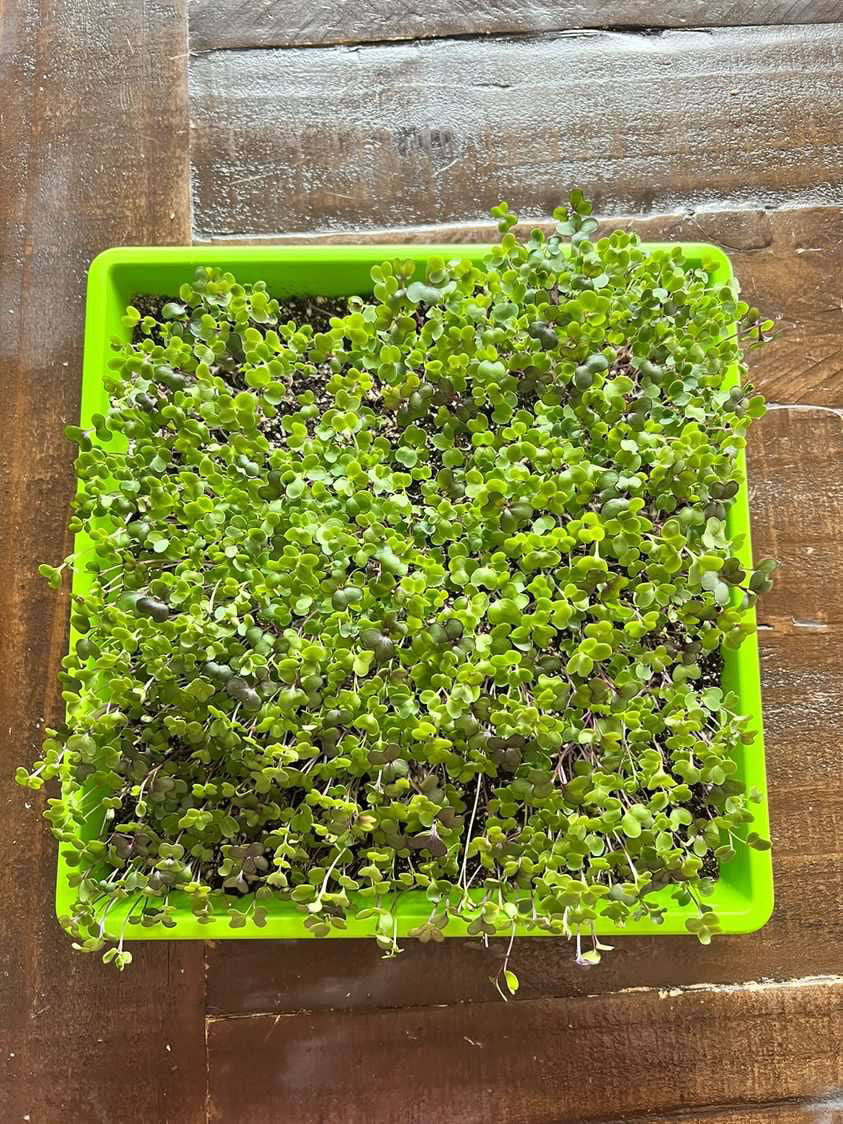 SustainHarvest Microgreen Kit